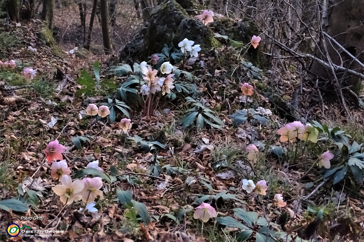 88 Spettacolo di ellebori in fiore.JPG